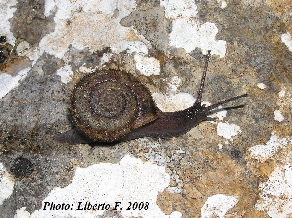 Chilostoma (Campylaea) planospira benedictum (Kobelt, 1872)